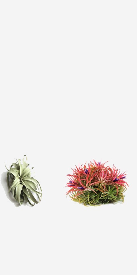  TILLANDSIA